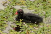 Gallinula chloropus