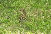Turdus philomelos