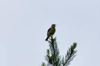 Anthus trivialis
