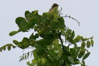 Hippolais polyglotta