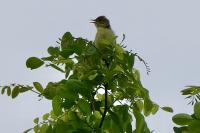 Hippolais polyglotta