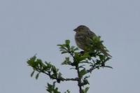 Emberiza calandra