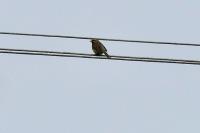 Emberiza cirlus