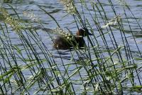 Tachybaptus ruficollis