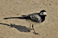 Motacilla alba