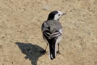 Motacilla alba
