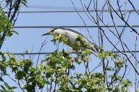 Nycticorax nycticorax