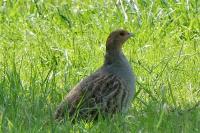 Perdix perdix