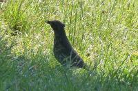 Turdus philomelos