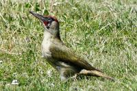 Picus viridis
