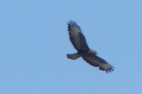 Buteo buteo