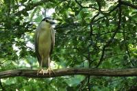 Nycticorax nycticorax