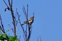 Anthus trivialis