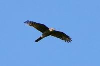 Accipiter gentilis