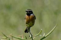 Saxicola rubicola