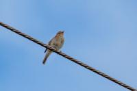 Phylloscopus collybita