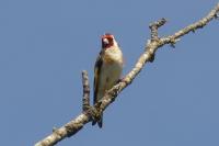 Carduelis carduelis
