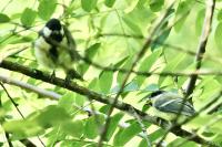 Parus major