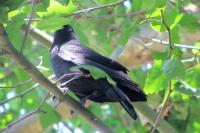 Corvus monedula