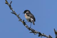 Saxicola rubicola
