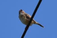 Cisticola juncidis