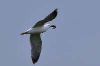 Larus michahellis