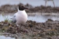 Chroicocephalus ridibundus