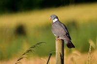 Columba palumbus