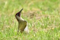 Picus viridis