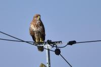 Buteo buteo