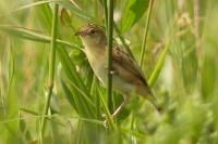 Cisticola juncidis