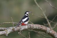 Dendrocopos major