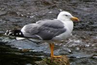 Larus michahellis