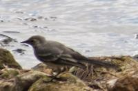 Motacilla alba