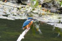 Alcedo atthis