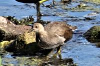 Gallinula chloropus