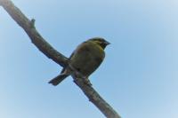Emberiza cirlus