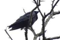 Corvus corone