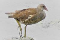 Gallinula chloropus