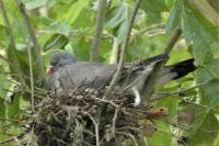 Columba palumbus