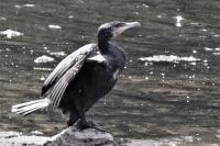 Phalacrocorax carbo