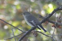 Ficedula hypoleuca