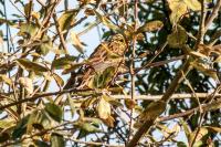 Emberiza citrinella