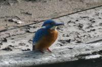 Alcedo atthis