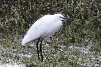 Egretta garzetta