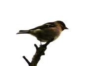 Fringilla coelebs