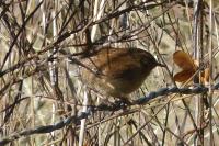 Troglodytes troglodytes