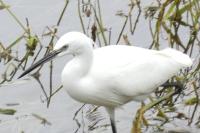 Egretta garzetta