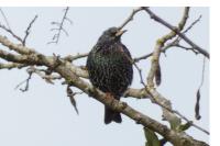 Sturnus vulgaris