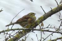 Emberiza cirlus